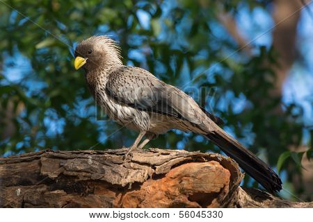 Western-grey Plantain-eater
