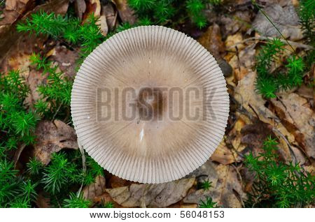Silver Distaff Mushroom