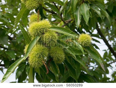 Chestnuts On Tree