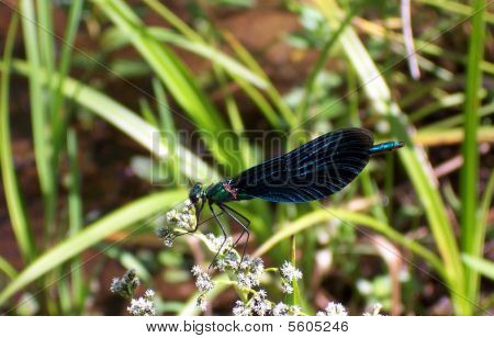 Damselfly_Calopteris Virgo
