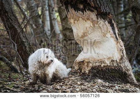 In Nagter Tree Trunk