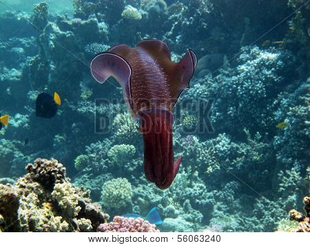 Bigfin reef squid