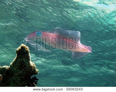 Reef squid