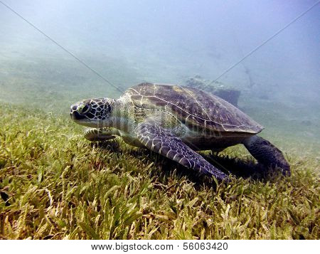 Green turtle feeding on seagrass