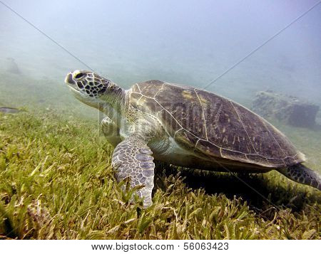 Green turtle