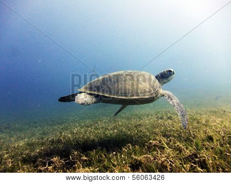 Turtle swimming away