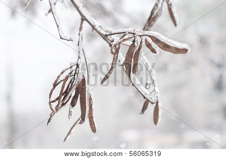 Ice and snow on branches after a sleet