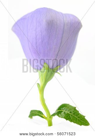 Platycodon Grandiflorus