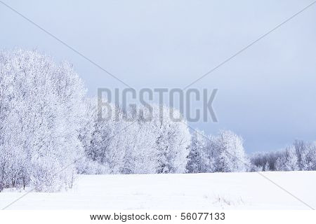 Forest of white trees