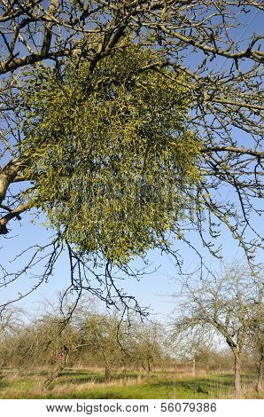 Mistletoe in old Apple Tree