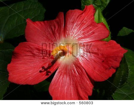 Røde Hibiscus