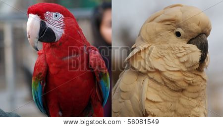 Awesome red macaw vs white moluccan
