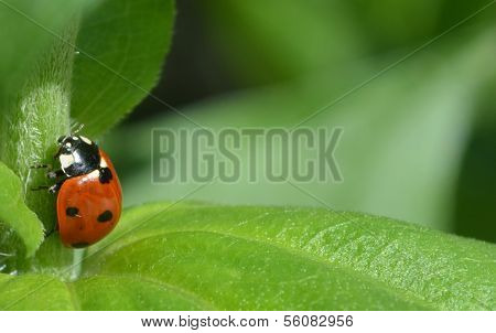 ladybug on the stem