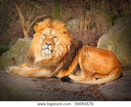  The African Lion ( Panthera leo leo ) male. 