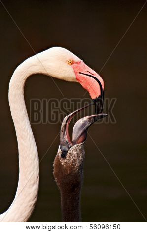 Feeding
