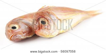 Poa Fishes Of South Asia