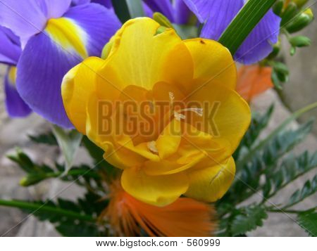 Så blomstrer den kun i foråret