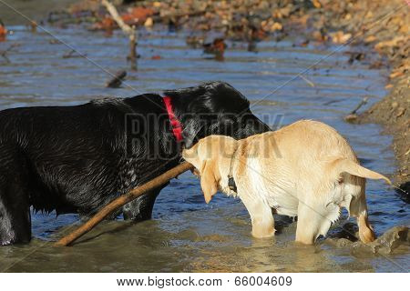 Golden Labrador Retriever, Black Labrador Retriever