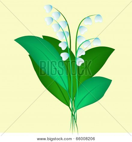 A Lily of the valley
