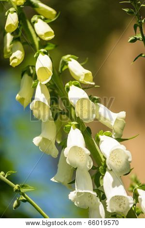 Foxglove