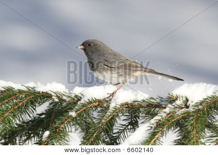Junco lumisten haara