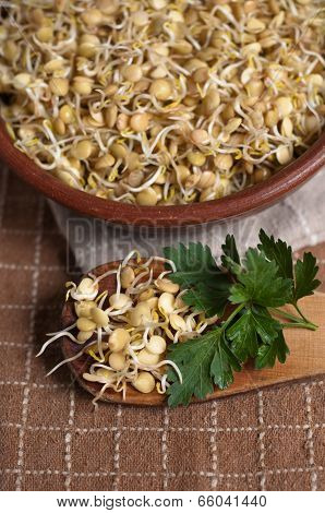 Lentil Sprouds