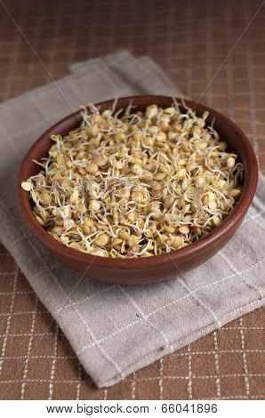 Lentil Sprouds