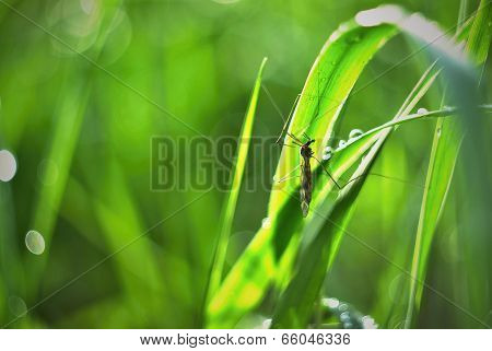 Mosquito in the grass