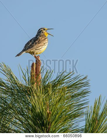 Western Meadowlark