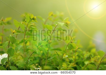 Bush in the garden