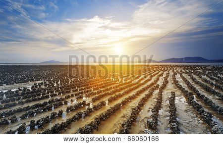 beautiful beach and sea sunset in HongKong Pak Nai at Oyster Farm as row