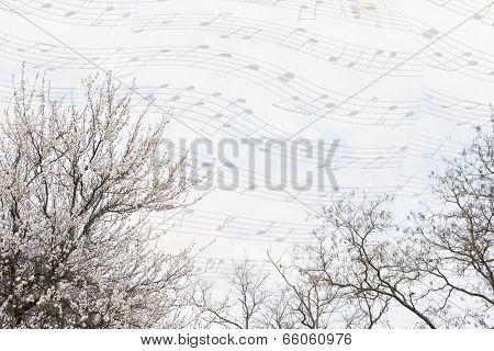 Beautiful tree tops with blossoms on music sky background