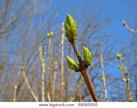 The first spring buds on the background of blue sky