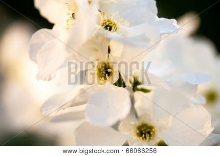 Close Up Of The Pear Tree Flowers