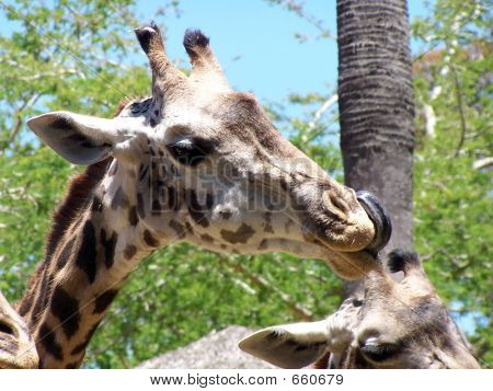 Giraffe