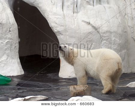 Polar Bear