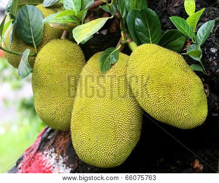 Giant Jackfruits In Tree