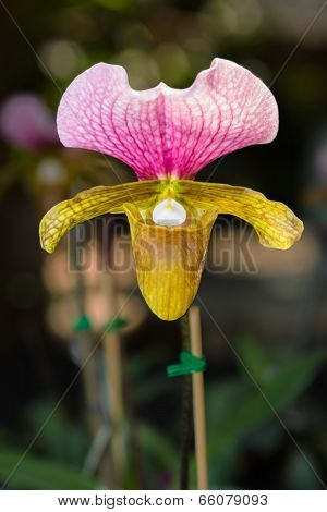 Pink and brown Paphiopedilum Orchid from Thailand.