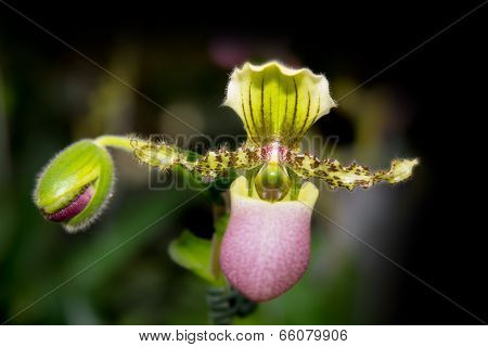 Paphiopedilum Orchids