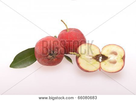 Hawthorn on white background