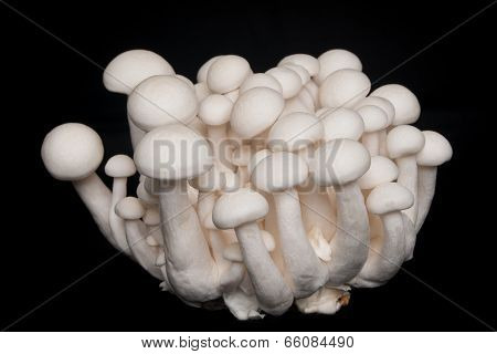 Shimeji Mushroom,edible mushrooms