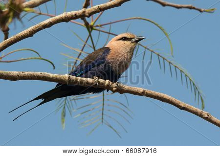 A Blue-bellied Roller (coracias Cyanogaster) Perched On A Branch