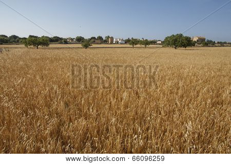 Cereal crops field under blue sunny sky