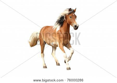 Skewbald Horse Galloping Free Isolated On White