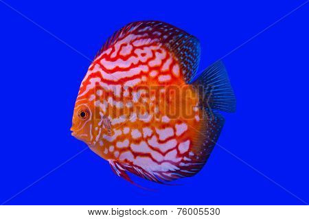 Pompadour Fish
