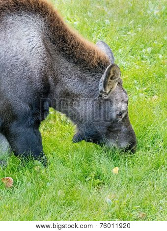 Moose Muzzle In Grass