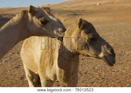 A Kiss In The Desert