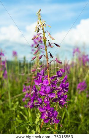 Fireweed (epilobium Or Chamerion Angustifolium)