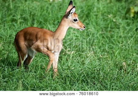 Young Impala