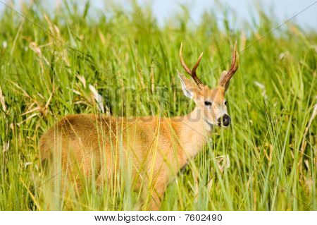 Marsh Deer Ibera, Argentiina.